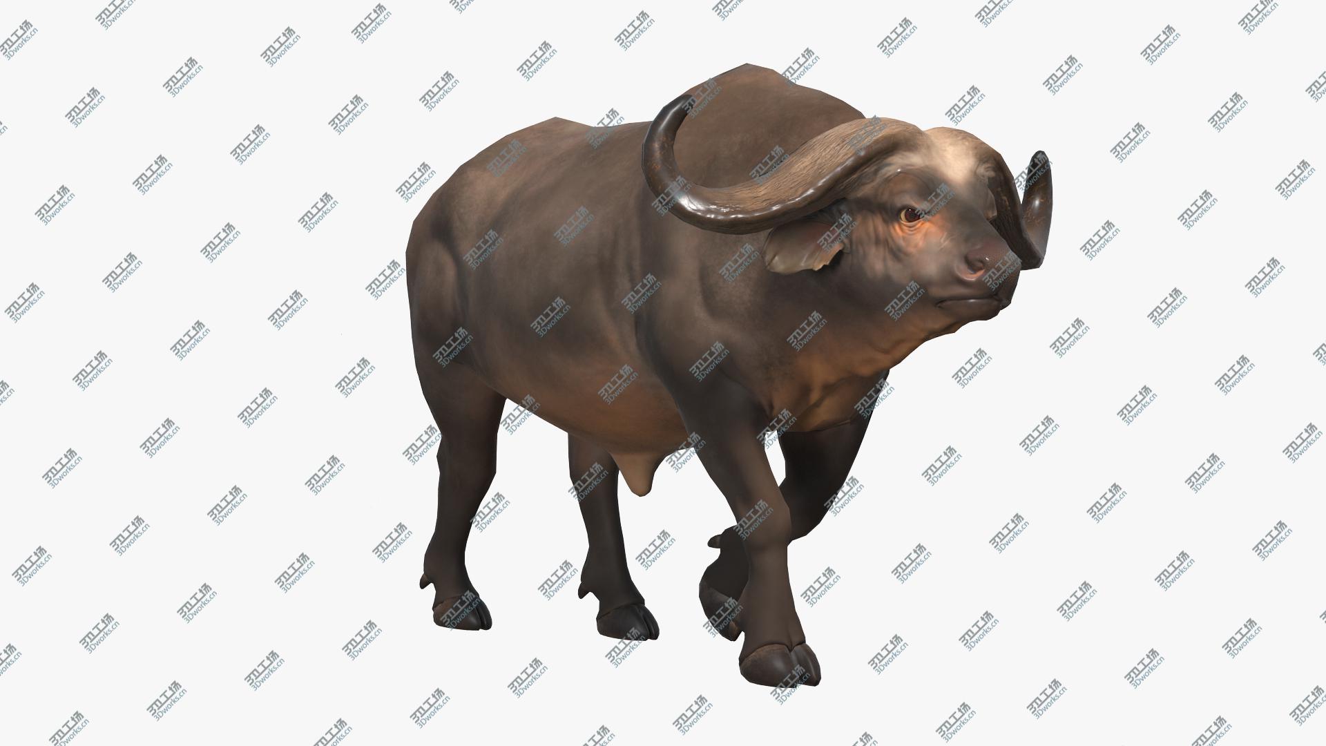 images/goods_img/202104093/3D model African Buffalo Walking Pose/2.jpg